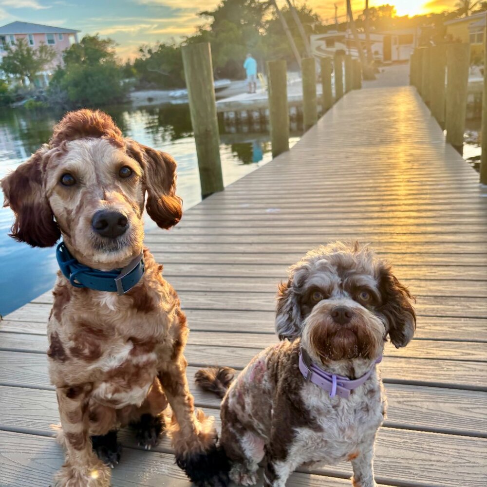 🐬YOLO🐬 LIVE Sundays @ 7pm CST and LIVE THRIFTING on Wednesdays at 12pm CST - Picture 5 of 6